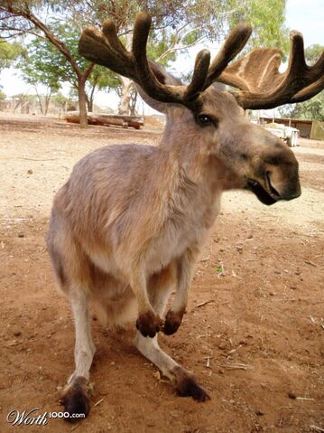 File:Kanga-moose.jpg