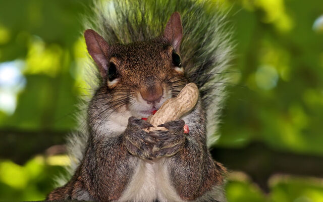 File:Squirrel-eating-peanut.jpg