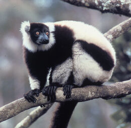 White Ruffed Lemur