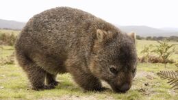 IStock 000022746631Medium WOMBAT