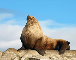 Steller-Sea-Lion-800