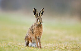 Hispid-Hare