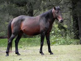 20110417-halls-peak--brumby-portrait