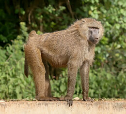 Olive baboon Ngorongoro
