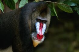 Mandrill