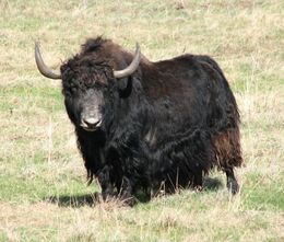 Yak-cross-beef