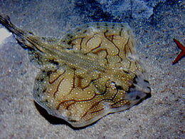 Raja undulata 2