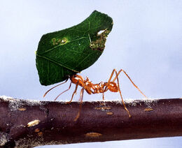 Leaf-cutting ant
