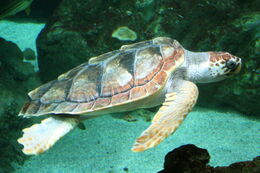 Caretta caretta 060417w2