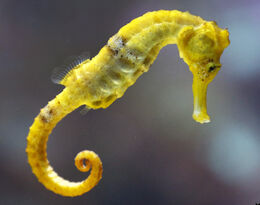 Seahorse2