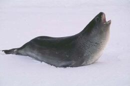 Ross-seal
