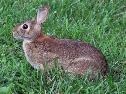 EasterncottontailusfwlewisGorman