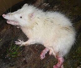 Hairy-white-moonrat