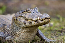 Caiman-from-eye-level