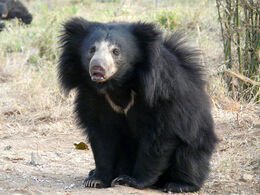 Indian-Sloth-bear