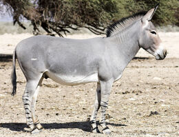 African-wild-ass