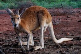 Kangaroo-Red2