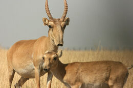 Saiga-Antelope-Pictures