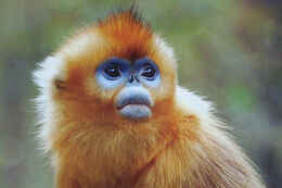 GOLDEN-SNUB-NOSED-MONKEY