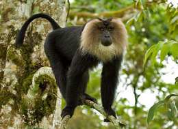 Lion-Tailed Macaque