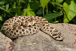 Western-Hognose-Snake-0004