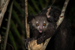 Wild aye aye