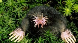 Star-Nosed-Mole-Images