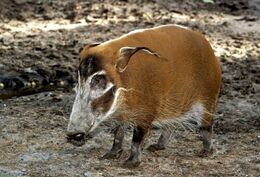Red River Hog
