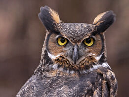 Great-horned-owl-symbolism