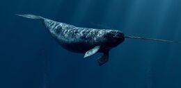 Narwhal-facts
