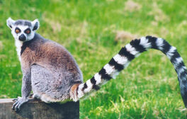 Ring-tailed lemur