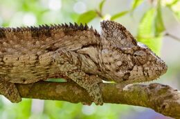 Warty-Chameleon-Furcifer-Verrucosus
