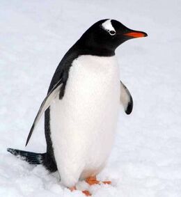 Gentoo-penguin