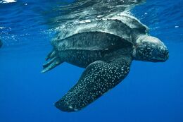 Leatherback