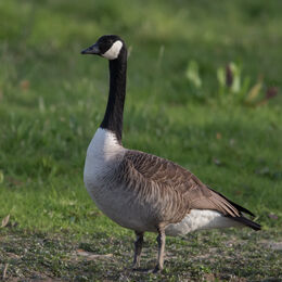 Kanadagans Branta canadensis