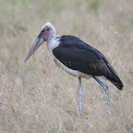 Marabou stork, Leptoptilos crumeniferus edit1