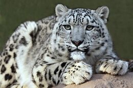 Snow leopard-600x400