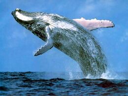Humpback whale margaret river
