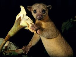 Kinkajou 596 600x450