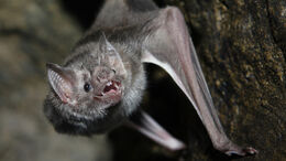 Vampire-bat-hanging