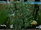 C3 Piranha Meal