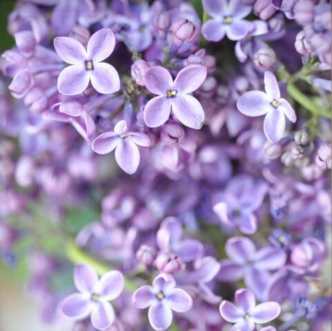 File:Lilacs.jpg