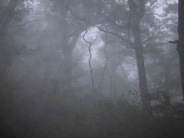 File:Pshot18.jpg