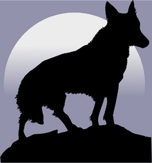 Coyote