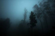 Creepy forest with mist