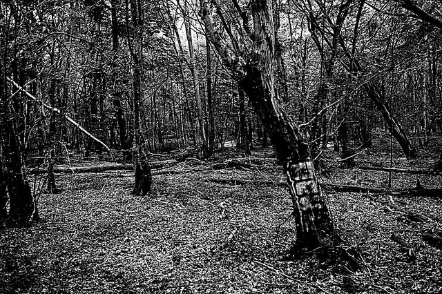 File:DeringWoodsMassacre.jpg