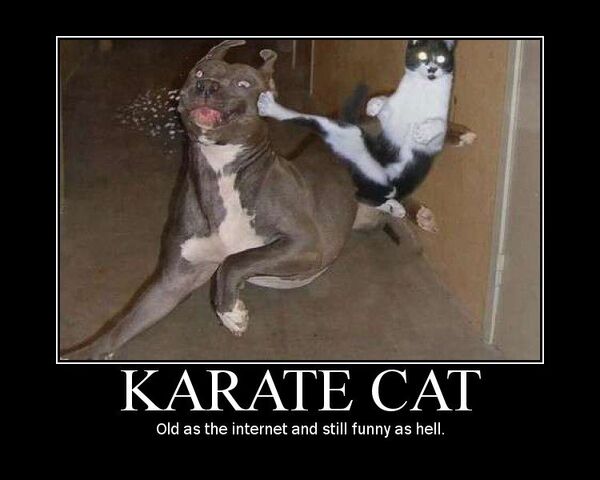 File:Karate cat.jpg