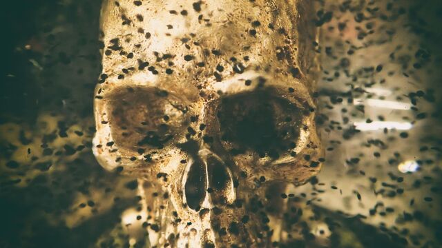 Datei:Skull-1770376 1920.jpg