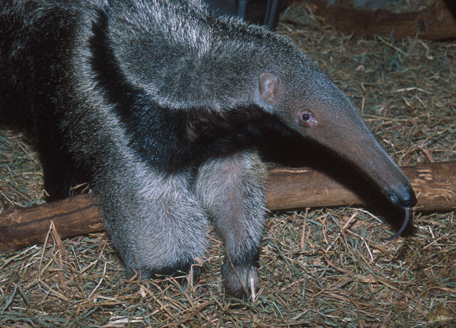 File:Anteater tongue.jpg