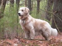 Deep wood dog